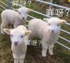 是咩咩呀