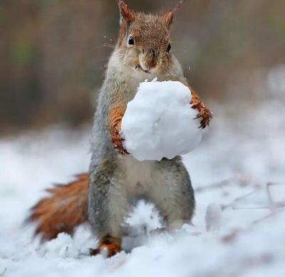 鹑首  days ago 已买!感谢小仙女!