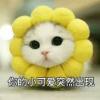 小小