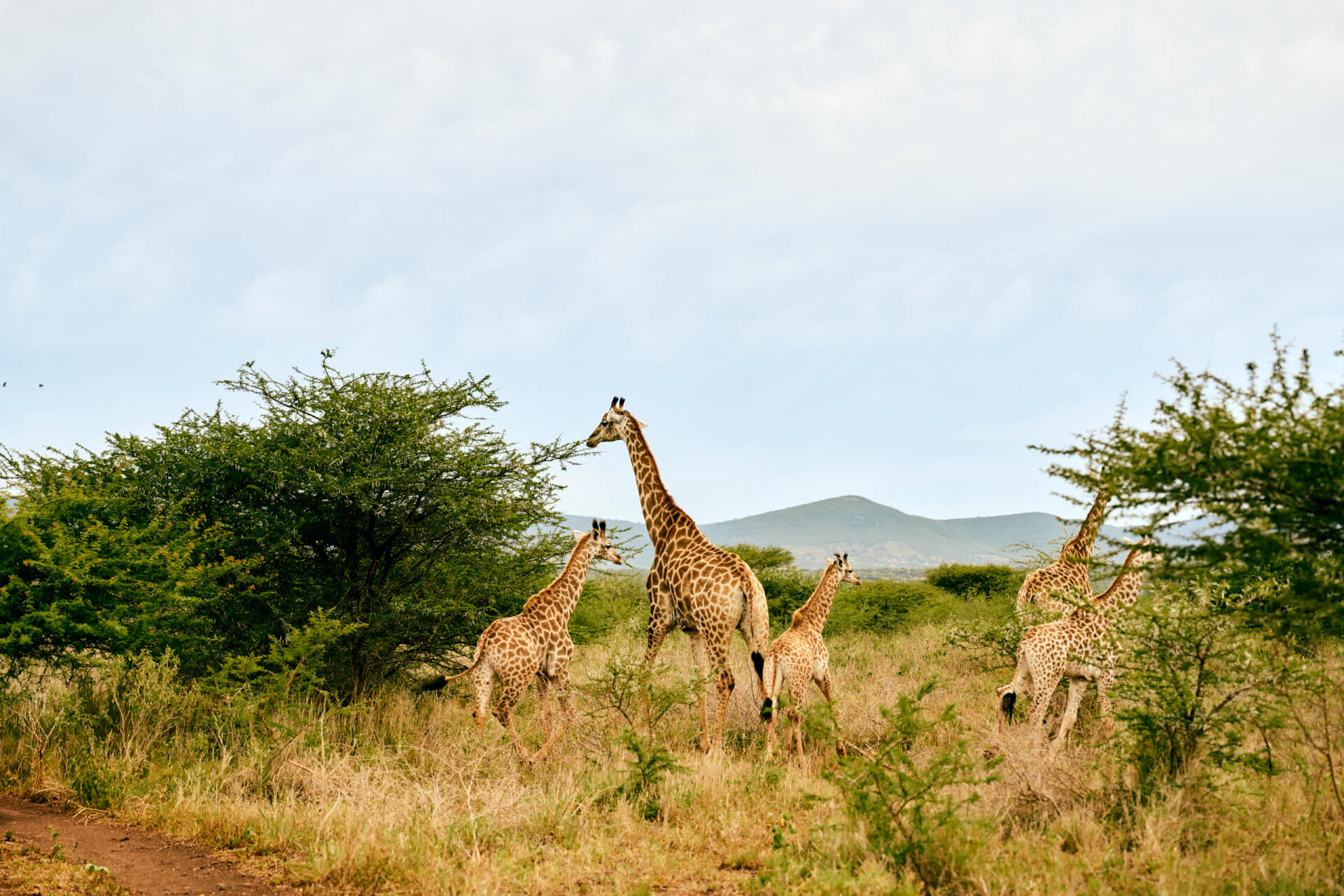 Club Med Vikela safari lodge 7