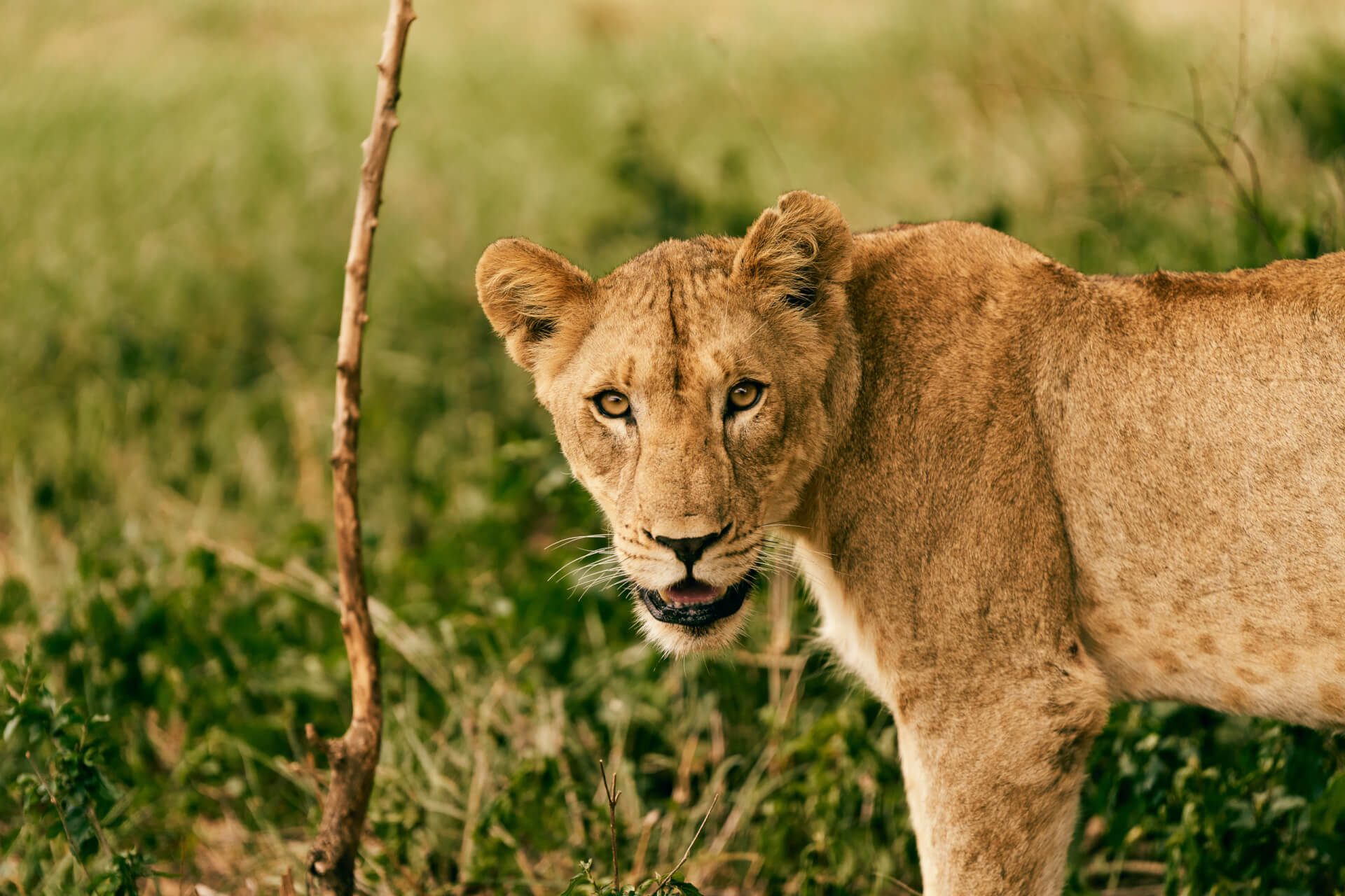 Club Med Vikela safari lodge 8