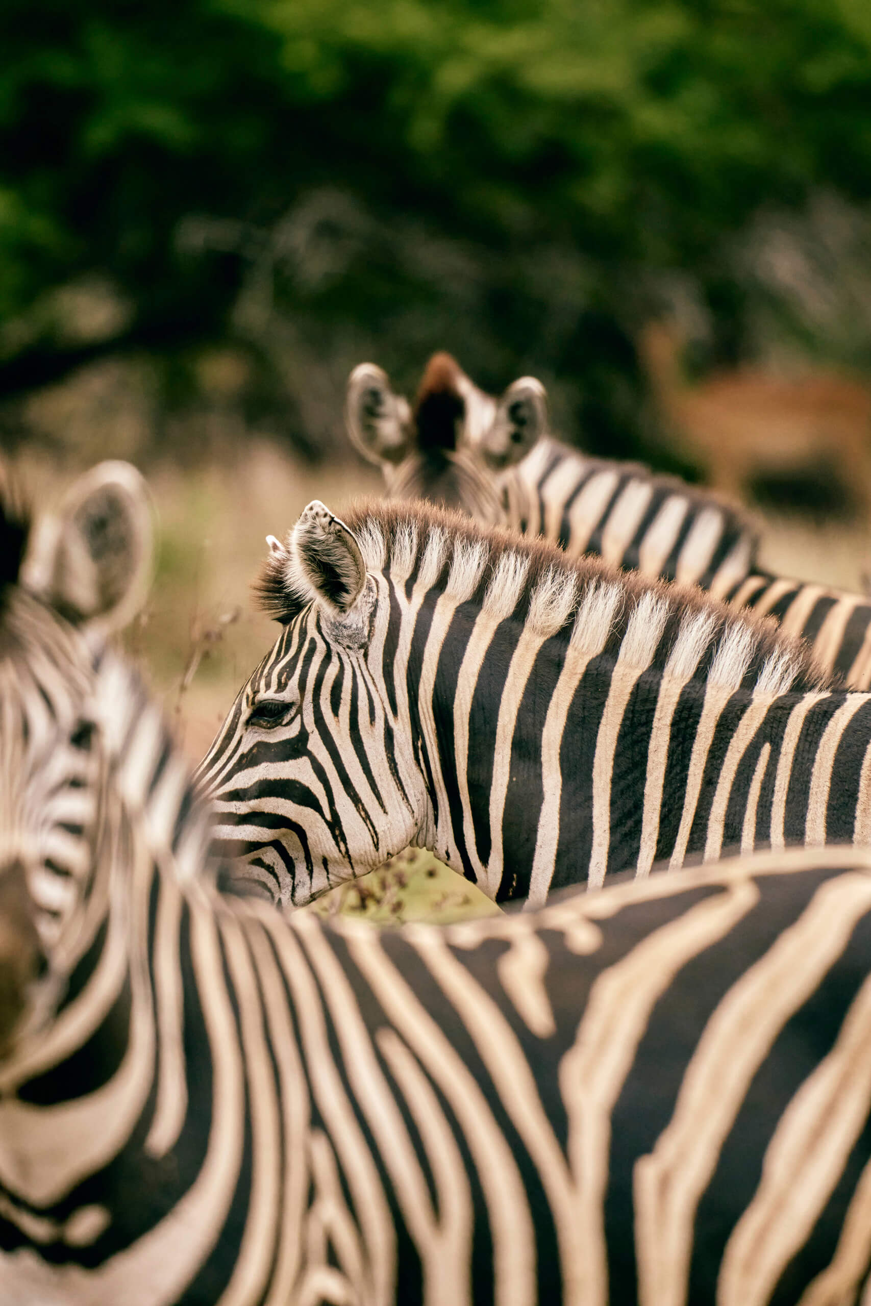 Club Med Vikela safari lodge 9