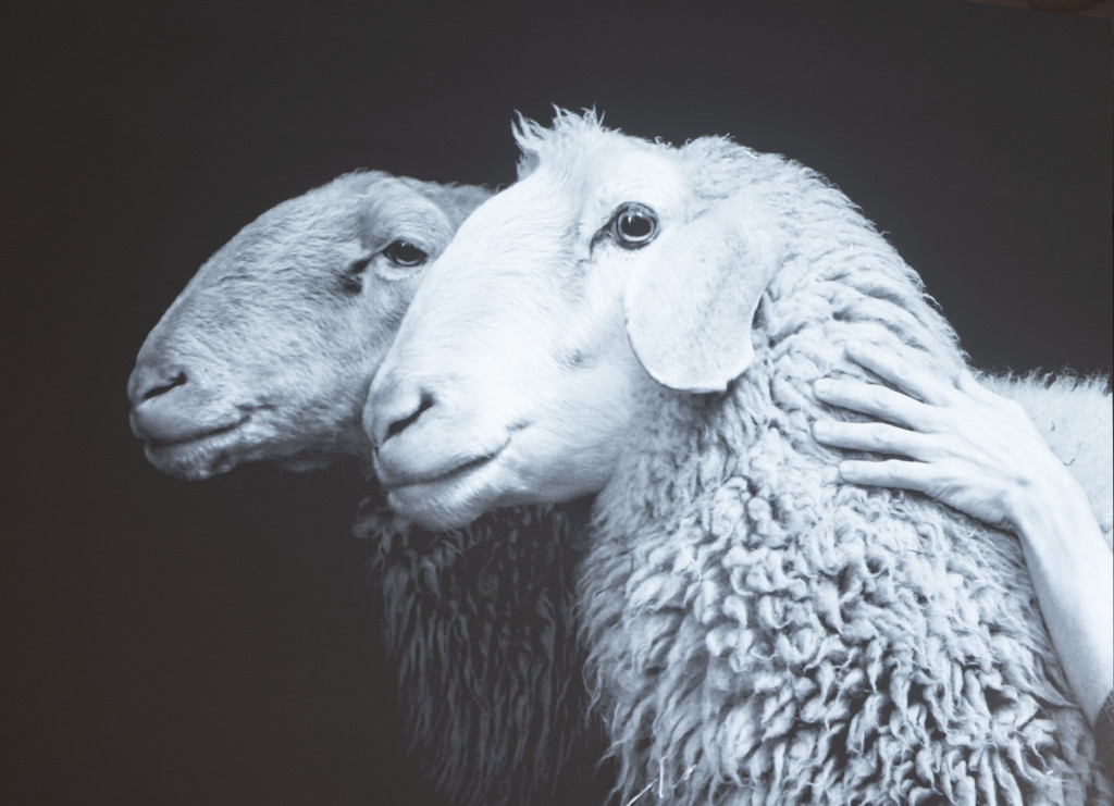 VAN VACHT TOT FANTASIE MET FORMAFANTASMA