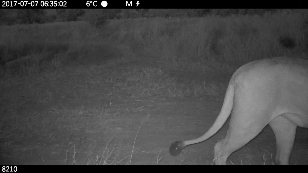 Charlotte Prodger, SaF05, 2019. Courtesy the artist, Hollybush Gardens, London, and Kendall Koppe, Glasgow.