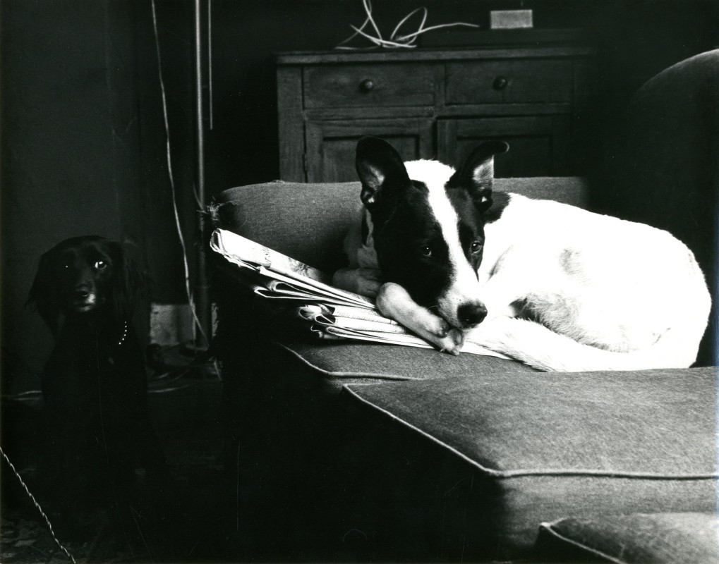 Twee honden, ca. 1980 © Helena van der Kraan/Nederlands Fotomuseum/Stedelijk Museum Amsterdam