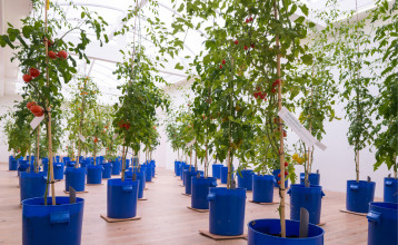 Uli Westphal, Transplantation, 2014, sight specific installation at SMBA, Amsterdam, The Netherlands, 61 sub-irrigated planters, soil, bamboo, tomatoes, dimensions variable, © Uli Westphal