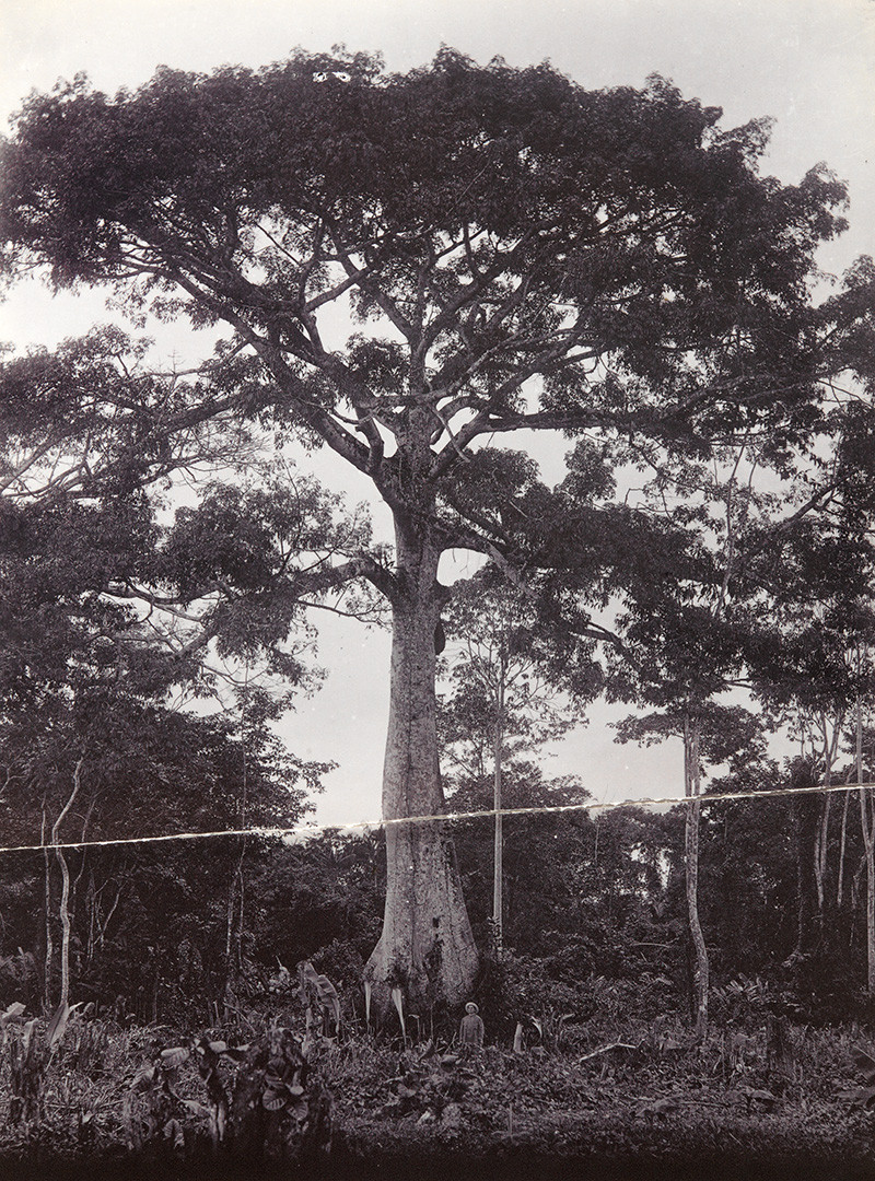 Augusta Curiel, Kankantrie (wilde kapokboom), ca. 1920. Collectie Stichting Nationaal Museum van Wereldculturen. Coll.nr. [TM-60006270]