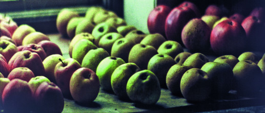 'Michael Hamburger', 16 mm colour anamorphic film optical sound, Tacita Dean, 2007.