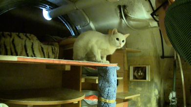 Erik van Lieshout, The Basement, 2014