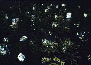 Nam June Paik, TV Garden, 1974-1977 (2002). Kunstsammlung Nordrhein-Westfalen, Düsseldorf © Estate of Nam June Paik