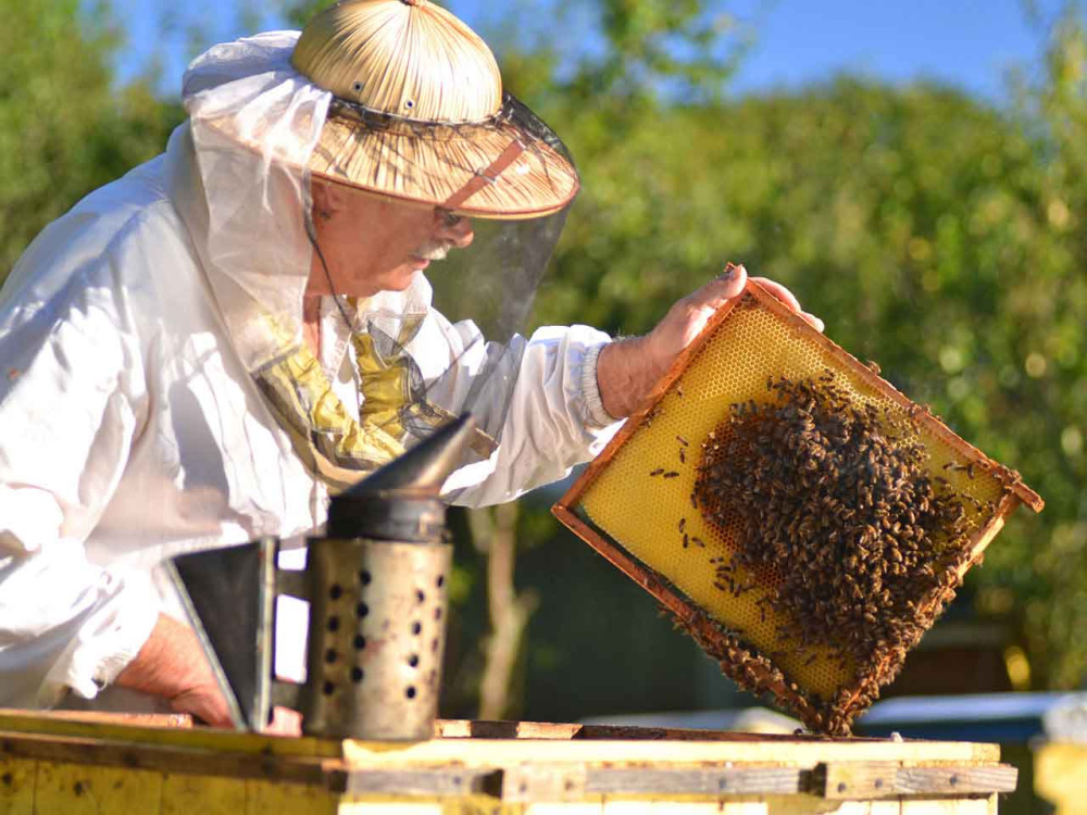 Bee Licence, Beekeeping L, Rigg Estate, DG4 6NN