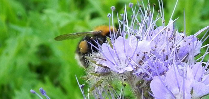 Baby Bumble Bee