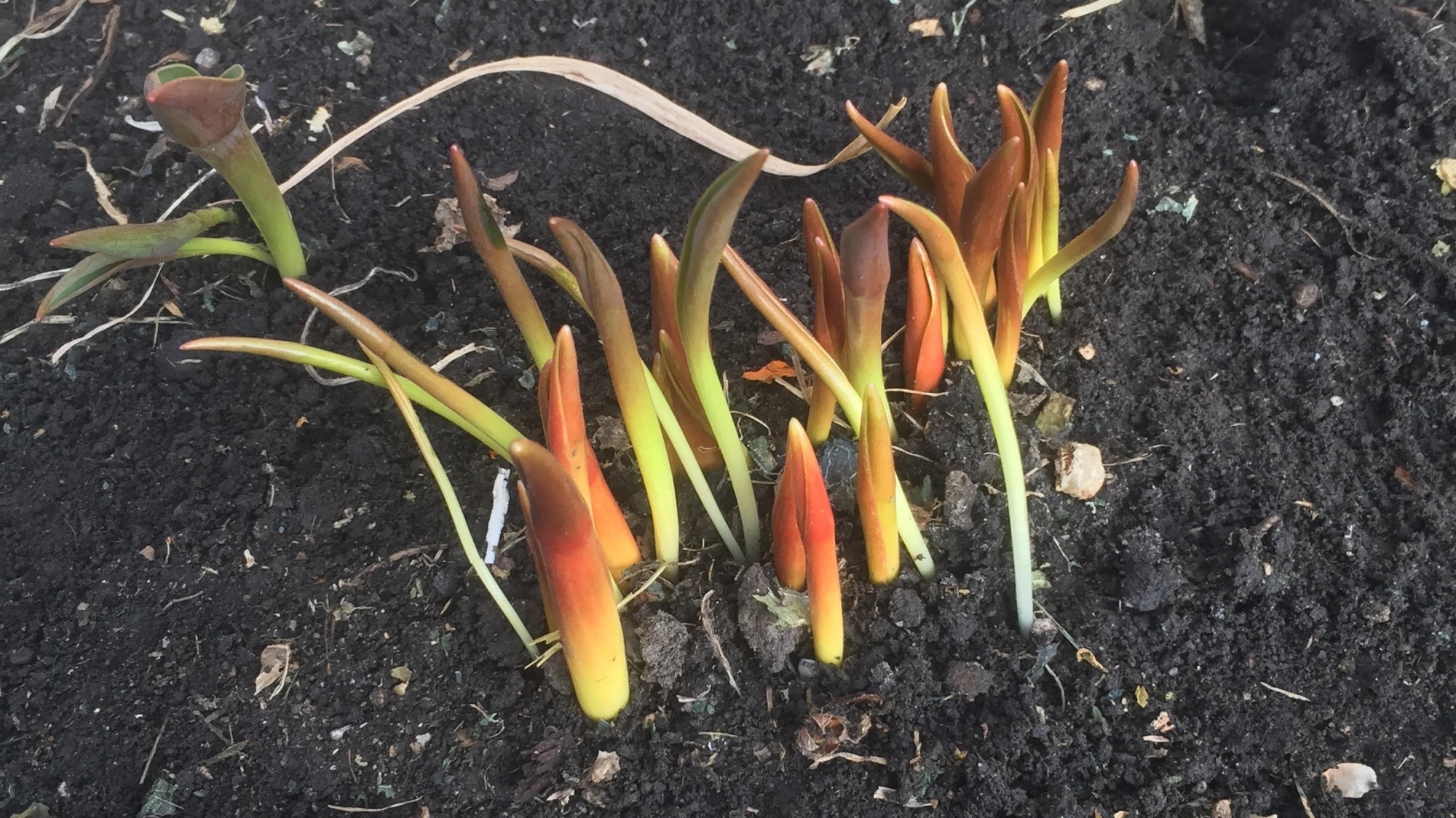 April 6 blog roundup