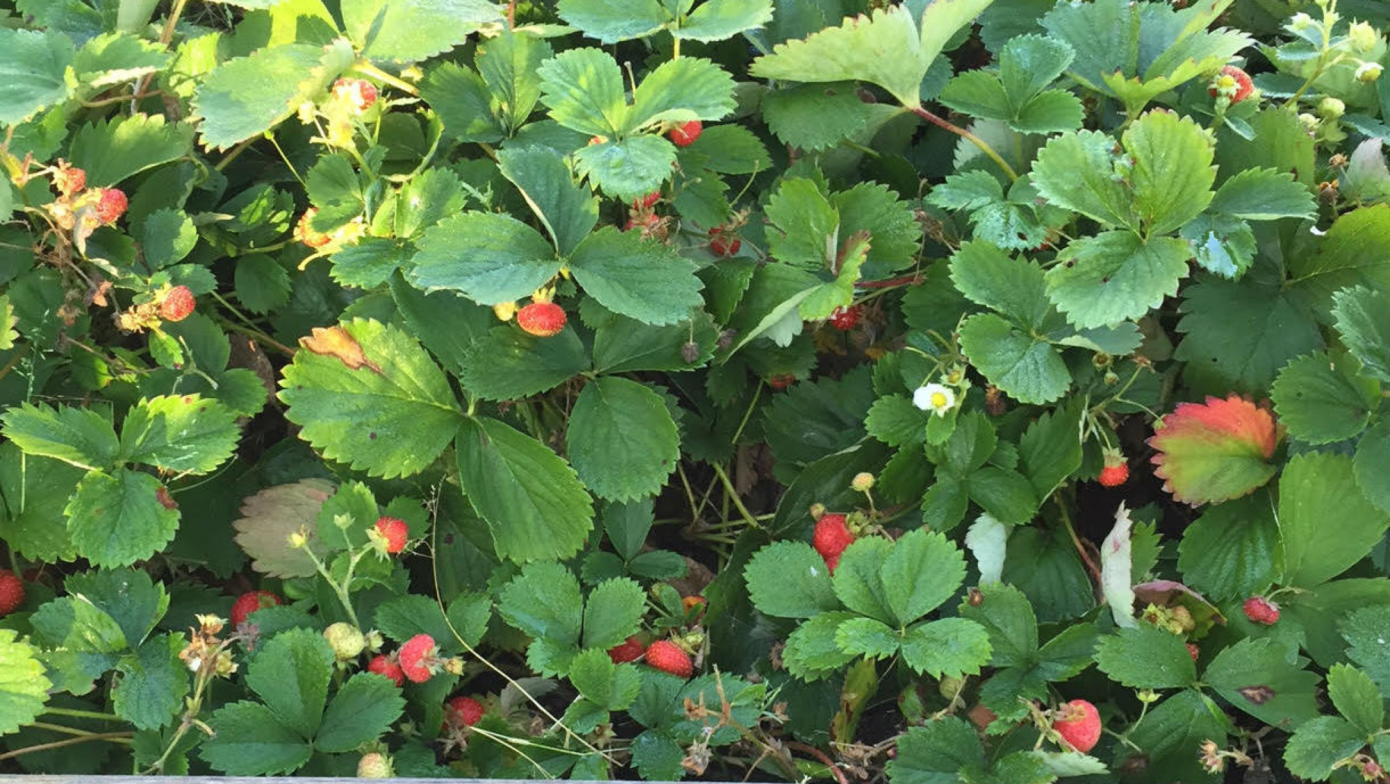 Edmonton blog roundup: Oct. 4, 2016