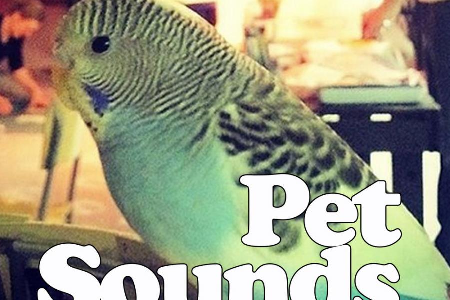 Episode 20 / Gifting Pets