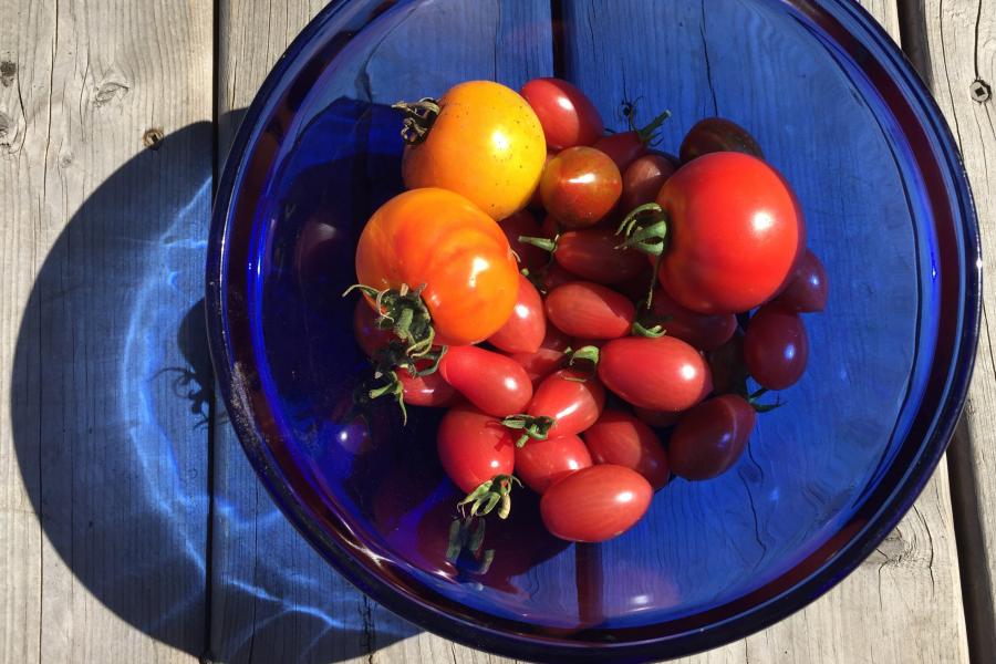 How to save your garden tomatoes after a fall frost | This...