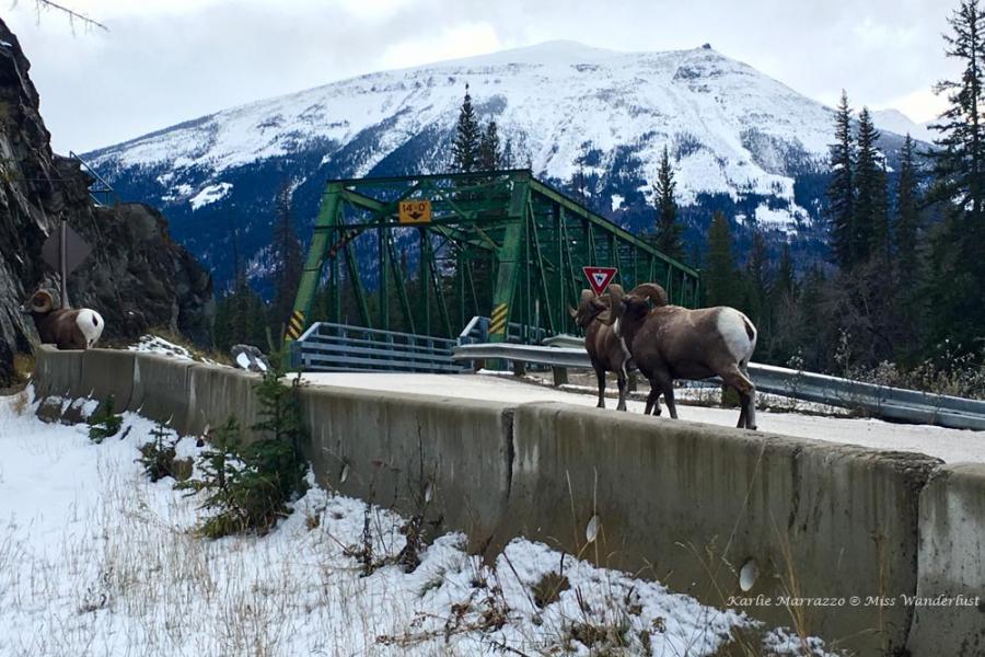 Jasper Dark Sky Festival: An Astronomical Weekend in the Rockies