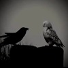 UNKNOWN SOUNDS