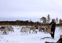 Poromiehen vuosi tiet&auml;&auml;<br />
huolenpitoa porokarjasta