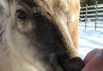 Tunturin tunnetuin PORO<br />
ja poromies sek&auml; grilli