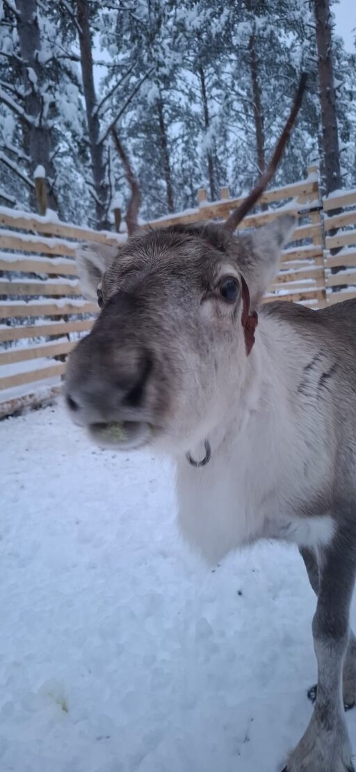 Urho on miljoonannen matkustajan kummiporo.