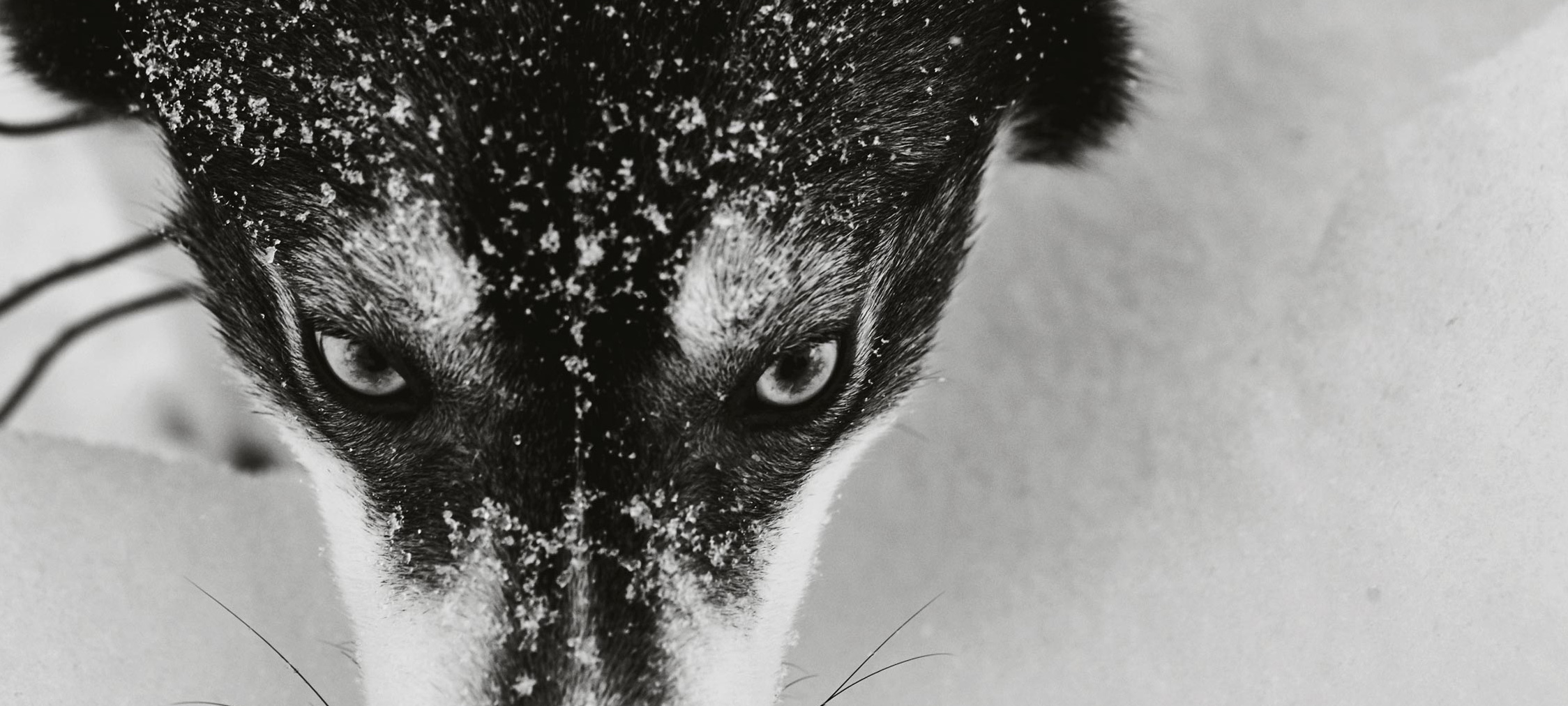 Glass igloos at Luosto