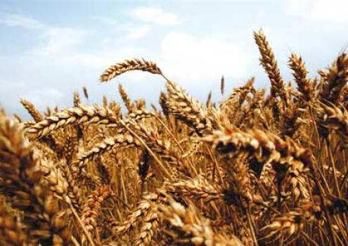commodity-maiz