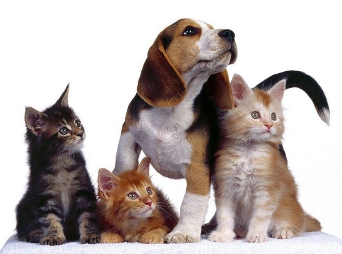 Seguros de mascotas