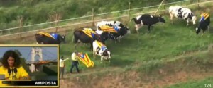 vacas