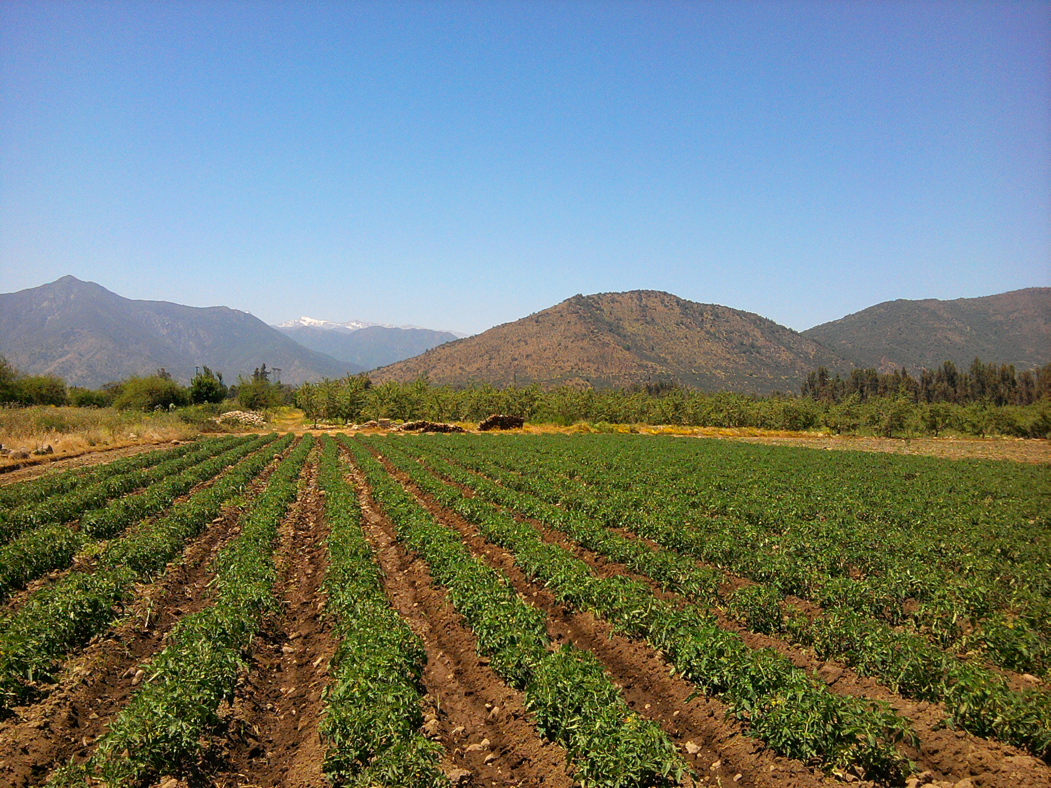 Seguros agrarios