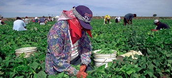 mexicanos en canada trabajo