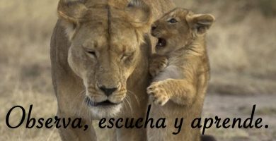 escucha-observa-y-aprende_blog_regalva