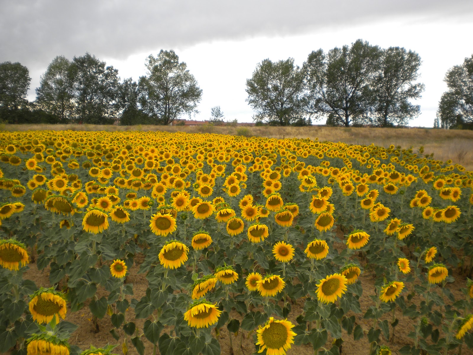 Campo de girasoles Villada