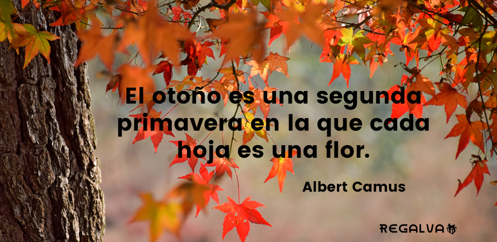 Frases de amor, bonitas, célebres, de la vida, motivadoras