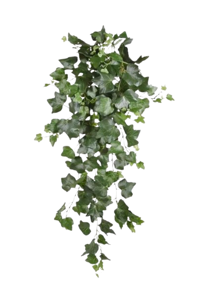 Lierre