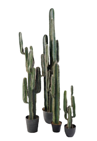 Cactus S