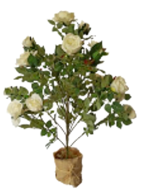 Rosier Blanc XL