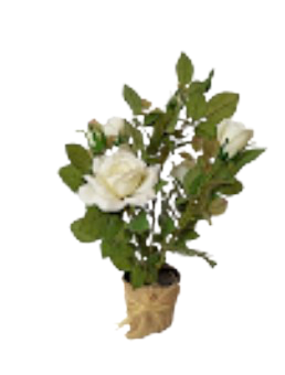 Rosier blanc S
