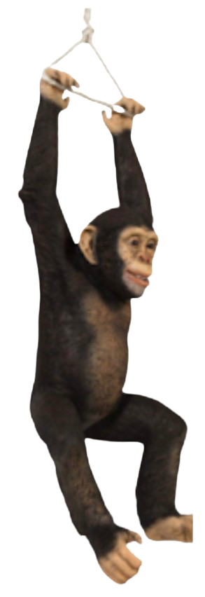 Singe suspendu