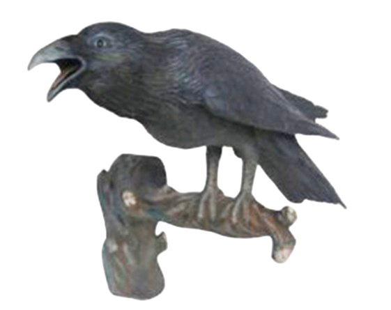 Corbeau noir sur branche