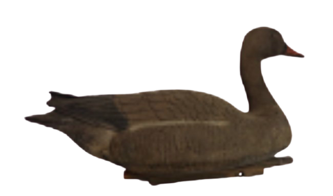 Canard & canetons