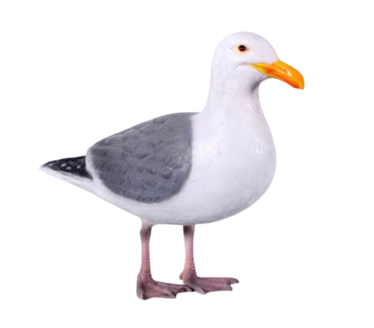 Goéland