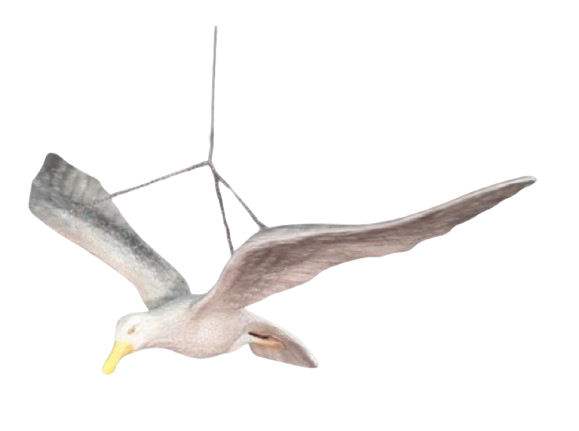 Mouette en vol