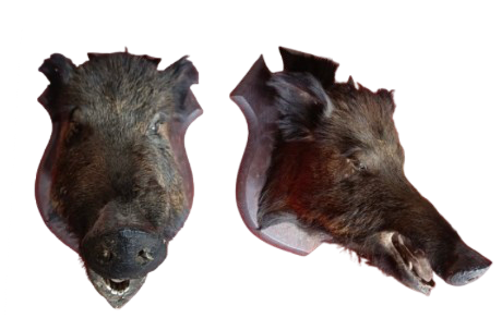Tête de sanglier 1