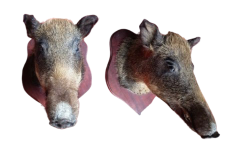 Tête de sanglier 2