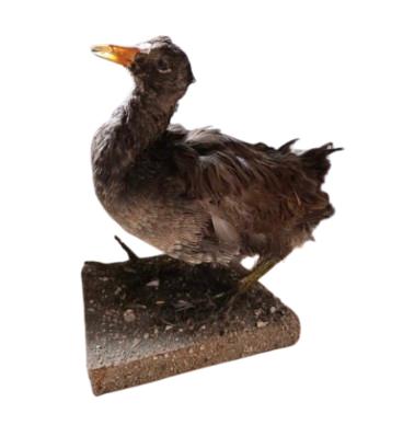 Poule d'eau