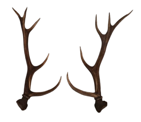Bois de cerf