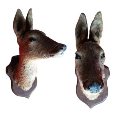 Tête de biche 1