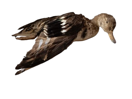 Canard