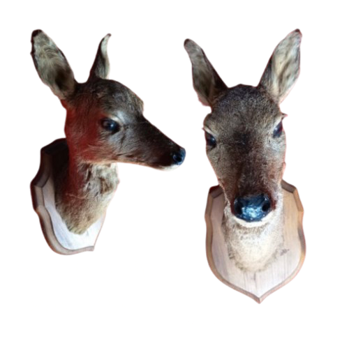 Tête de biche 2